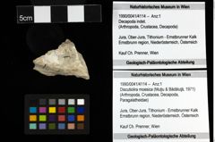 Foto (Objekt + Etiketten) von Discutiolira moesica (Muţiu & Bădăluţă, 1971)